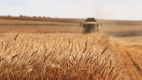 L’UE rétablit les quotas et les tarifs pour les exportations agricoles ukrainiens après trois ans du régime de libre échange