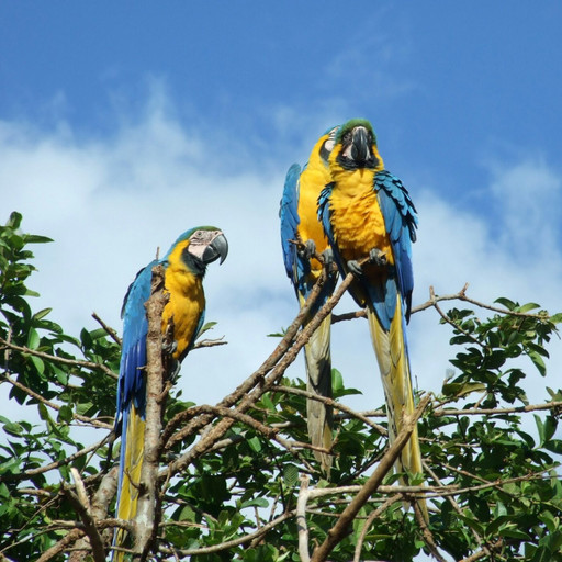 Mappemonde : Venezuela