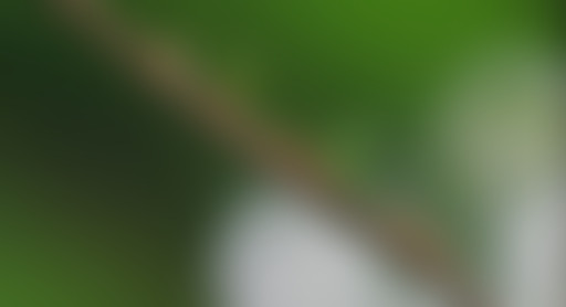 LTUP 6 - Les fourmis, autre animal social?