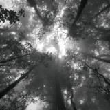 Amplimondes : Forêts