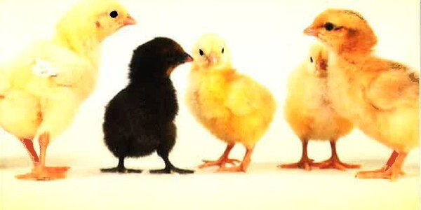 Épisode Itinéraires Croisés #33 de Kinshasa à Maisons-Alfo... de l'émission Itinéraires Croisés - ancienne émission