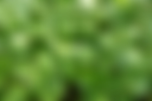 Alimentaire Mon Cher Watson : Le Cresson de la Fam...