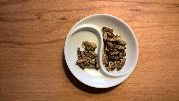 Épisode Alimentaire Mon Cher Watson : Insectes Comestibles de l'émission Alimentaire Mon Cher Watson