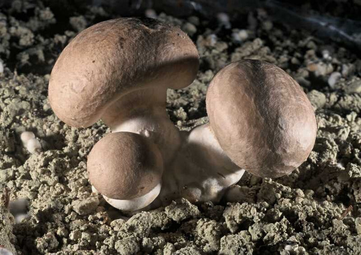 Épisode (PODCAST) Emission du 2 novembre : tout sur le cha... de l'émission Les coudes sur la table