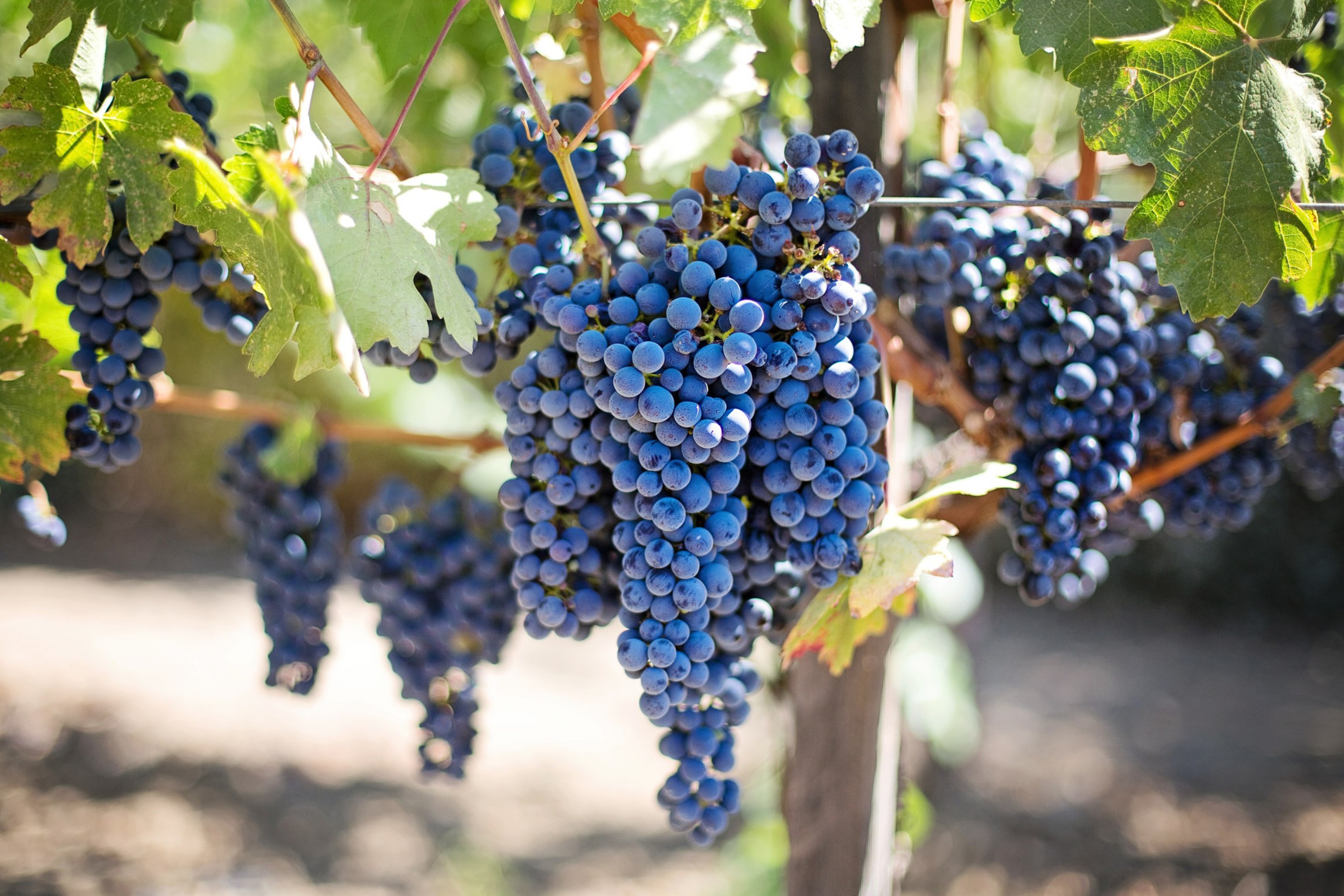 © Jill Wellington de Pixabay L’Europe peut-elle aider les viticulteurs Girondins à sortir de la crise ?