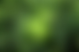 Chablis Hebdo - Chablis et la Choucroute sauvage