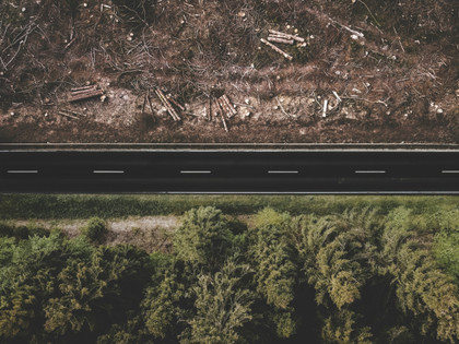 La déforestation importée a la peau dure
