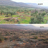 Bédouins et agriculture en Palestine