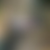 InSitu#16- Le jardinage new age avec Dr Jonquille...