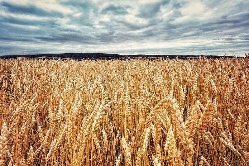 © Martin Fisch sur Flickr (Selon des médecins libéraux français, le cadmium est un métal lourd présent dans les engrais.) Aujourd'hui en Europe - 6 juin