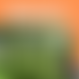 S1 EP02 LE BOIS SAINT-MARTIN, UNE FORÊT MÉCONNUE A...