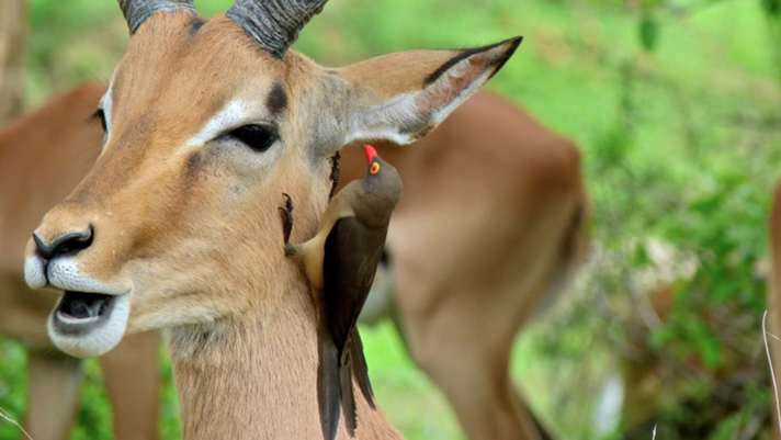 Épisode Sandwich Triangle - Dress Rehearsals de l'émission Sandwich triangle