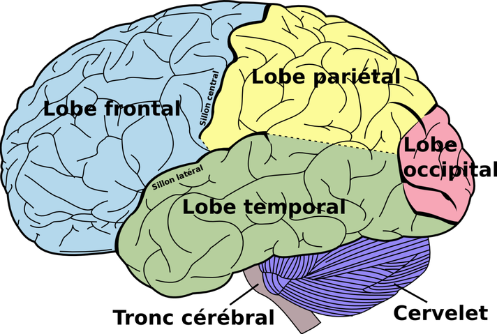 Épisode La relève : tout sur le cerveau avec G. de Lavillé... de l'émission Culture