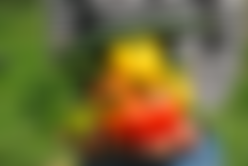 Soirée de l'Environnement