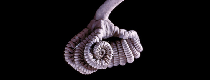 Épisode InSitu#14- L'histoire de l’exploration des grands... de l'émission In Situ