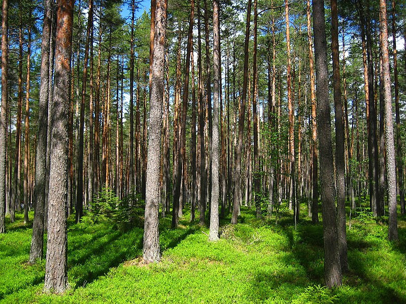 © Wikimedia Commons - MPorciusCato (Pinède ou forêt de pins dans la région finlandaise de Satakunta.) Loi européenne sur la déforestation : entre urgence climatique et recul politique