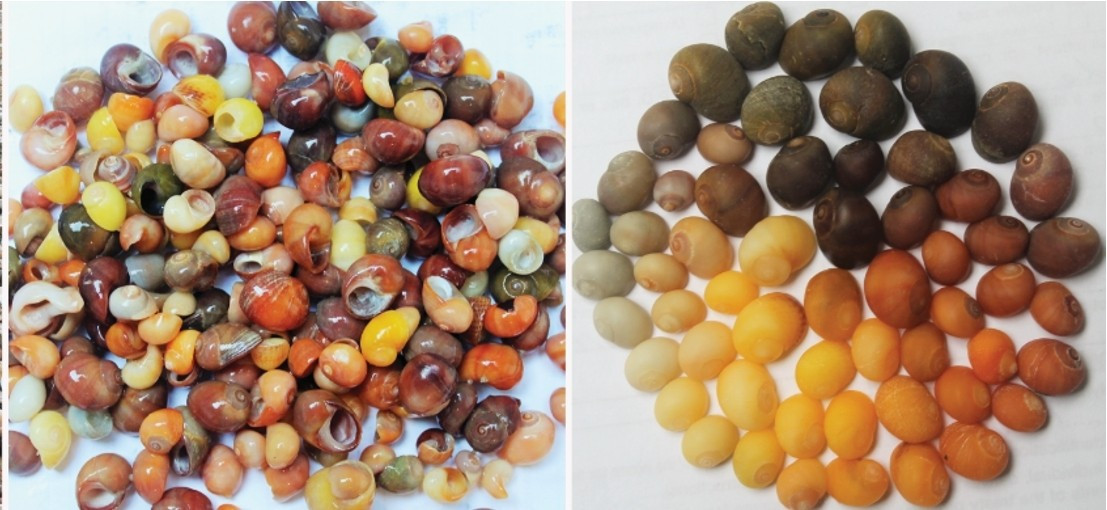 © Isabelle Crevecoeur. En Charente-maritime, un atelier de parures vieux de 42 000 ans mis au jour