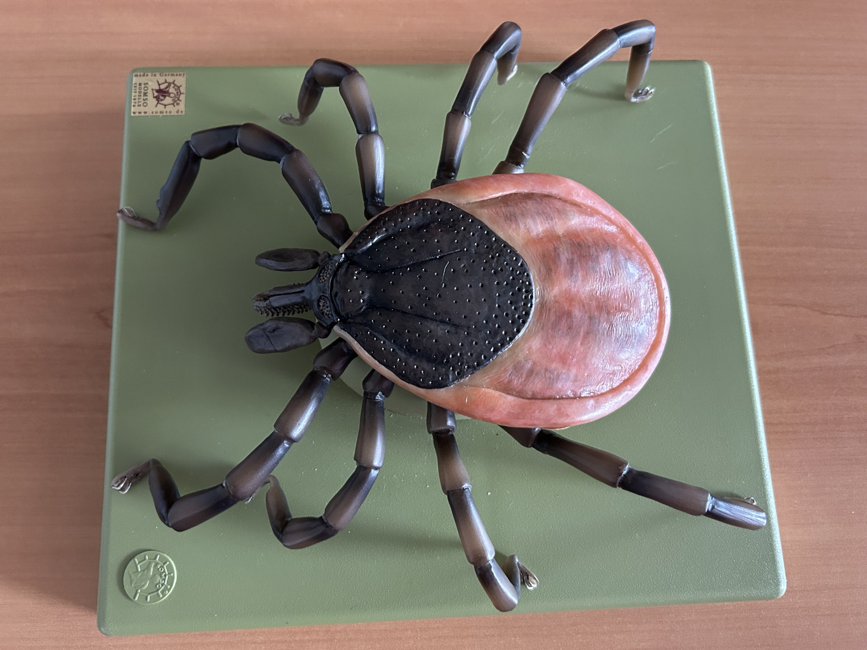 Antoine Brosseau Lyme, l'exil médical ?