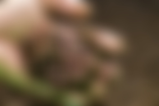 InSitu#12- Le sol et ses bâtisseurs  //01.18