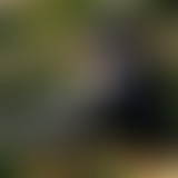 Amplitudes : Spéciale Festival Échos