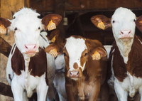 Bien être animal : l'Union Européenne est-elle à la hauteur ?