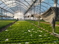 Des poissons qui font pousser des salades : visite des Nouvelles fermes