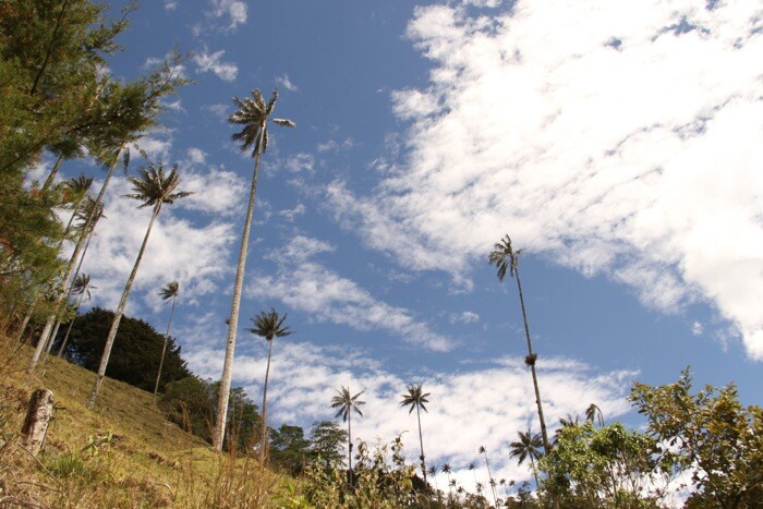Épisode Ep.5 : Parche de l'émission Despelote ! Carnets de voyage colombiens
