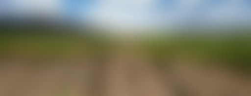 Le renouveau du vignoble Languedocien