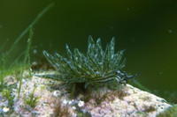 Les limaces de mer 2/2 : des limaces qui avancent à l'énergie solaire