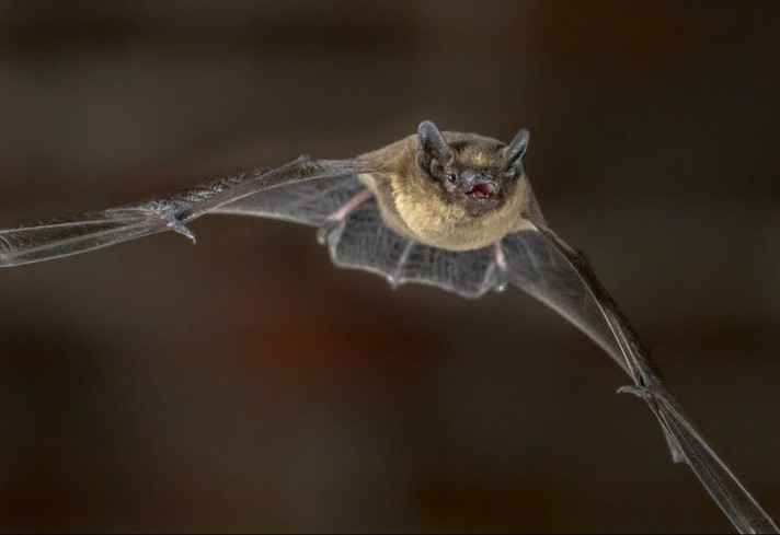 Épisode InSitu#9-Les chauves souris face à la pollution lu... de l'émission In Situ