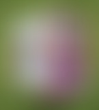 MINI GRATIN BD - 4/5 - EL DON GUILLERMO