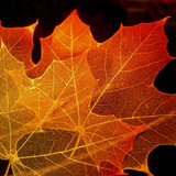 Amplimondes : Le Canada