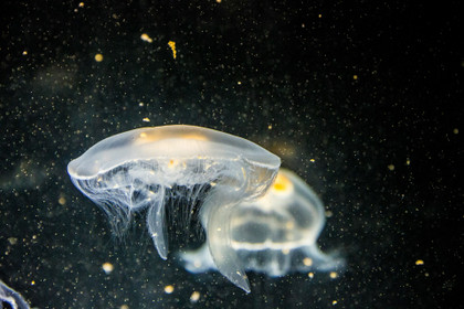 Les siphonophores