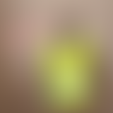 Chablis Hebdo // Les fleurs du Chablis