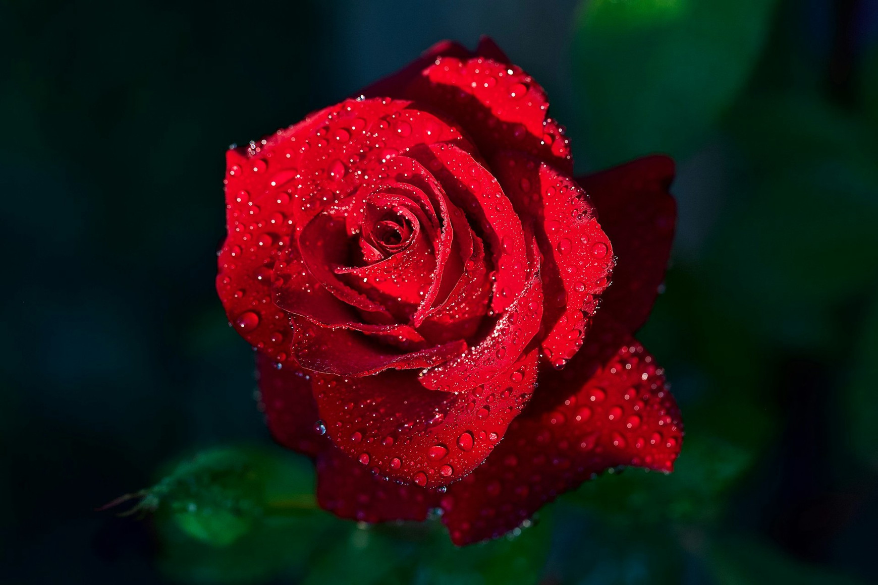 Photo de Andrey Tikhonovskiy sur Unsplash Las Rozas de Madrid : préserver l’eau des roses