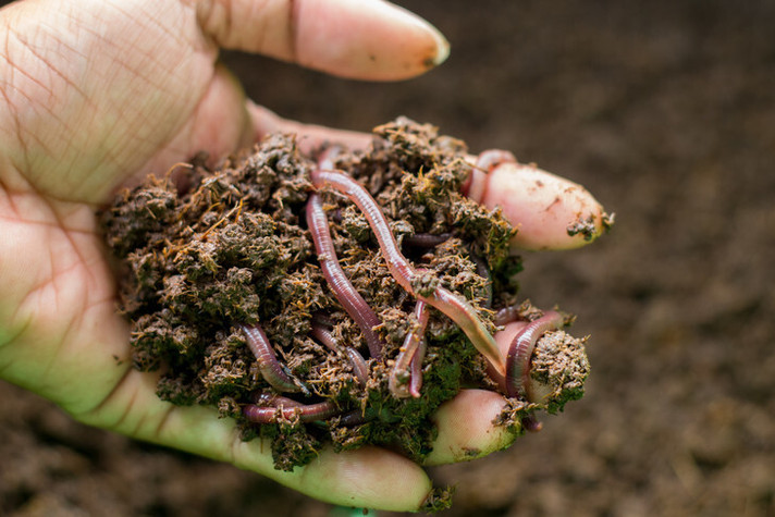 Épisode InSitu#12- Le sol et ses bâtisseurs  //01.18 de l'émission In Situ