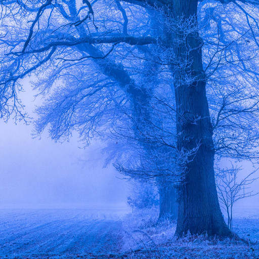 Amplitudes : Best of 2014