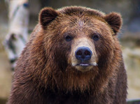 Prédire la fin du marché “bear”