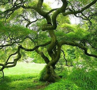 Épisode La Puce à l'Oreille descend de l'arbre // 22 mai 2... de l'émission La puce à l'oreille
