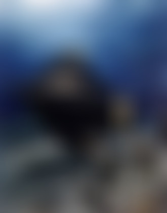 Mercredi ! À la découverte du Nautilus