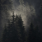 Amplitudes : Best of 2015