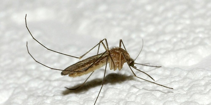 Épisode Petites consultations entre amis : Maladies Tropic... de l'émission L'Apéro