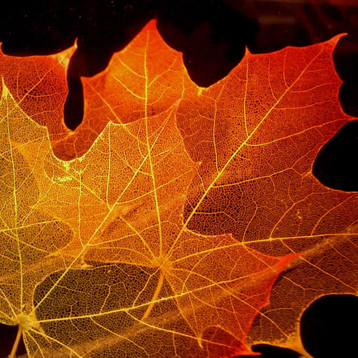 Amplimondes : Le Canada