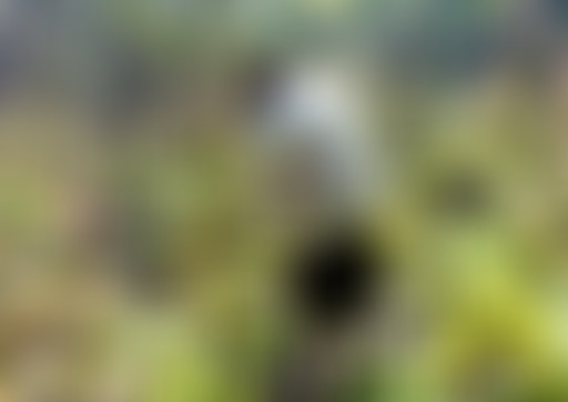 EP1. Disasta à Tongoa. Les jardins de subsistance...