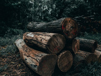 Règlement européen contre la déforestation et la dégradation des forêts - Lilla Assas