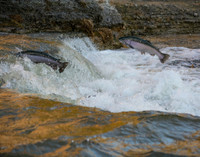 Alerte aux saumons drogués !
